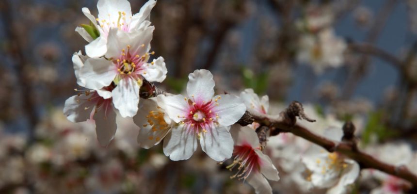 Mercoledì 9 maggio | Almonds & Flowers